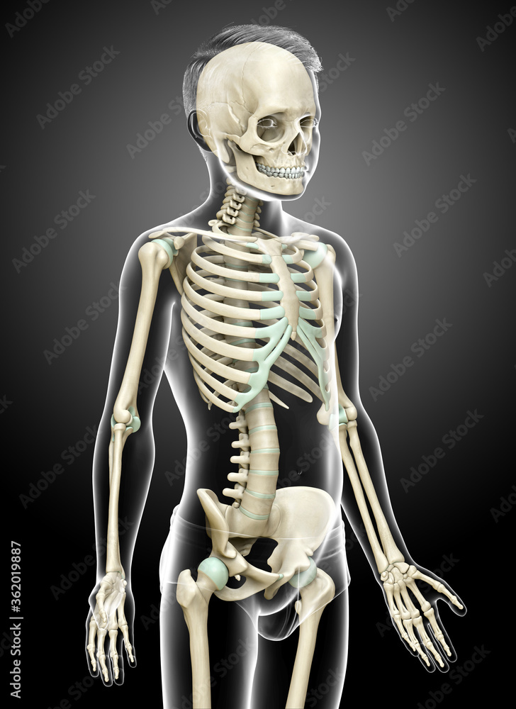 3d rendered, medically accurate illustration of a young boy skeleton system 3d rendered, medically accurate illustration of a young boy skeleton system