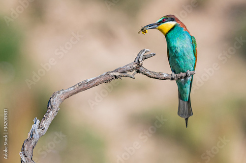 Abejaruco europeo