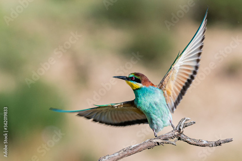 Abejaruco europeo