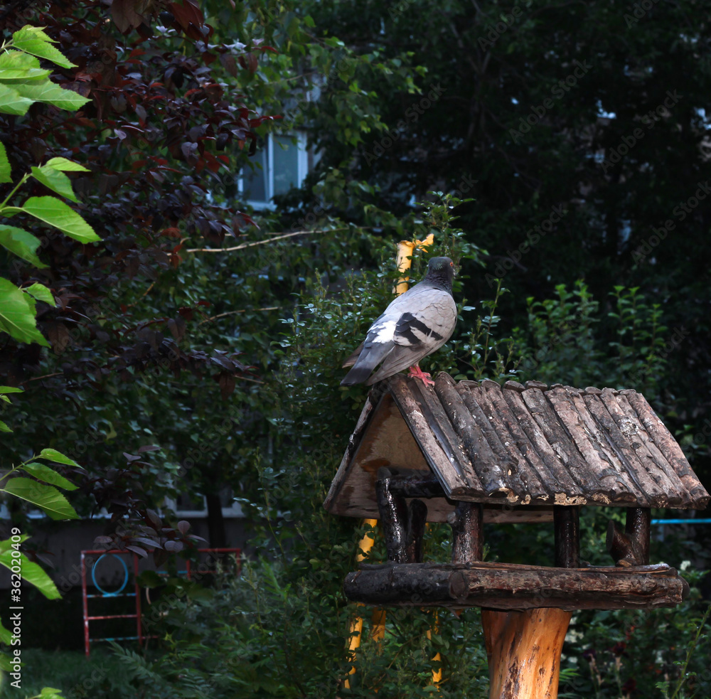 A pigeon is sitting on a feeder in the garden. Caring for animals. A pigeon is sitting on a feeder in the garden. Caring for animals.