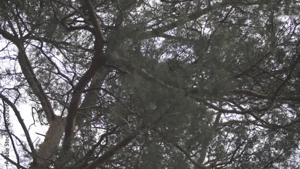 Closeup of a conifer tree moving in the wind.
