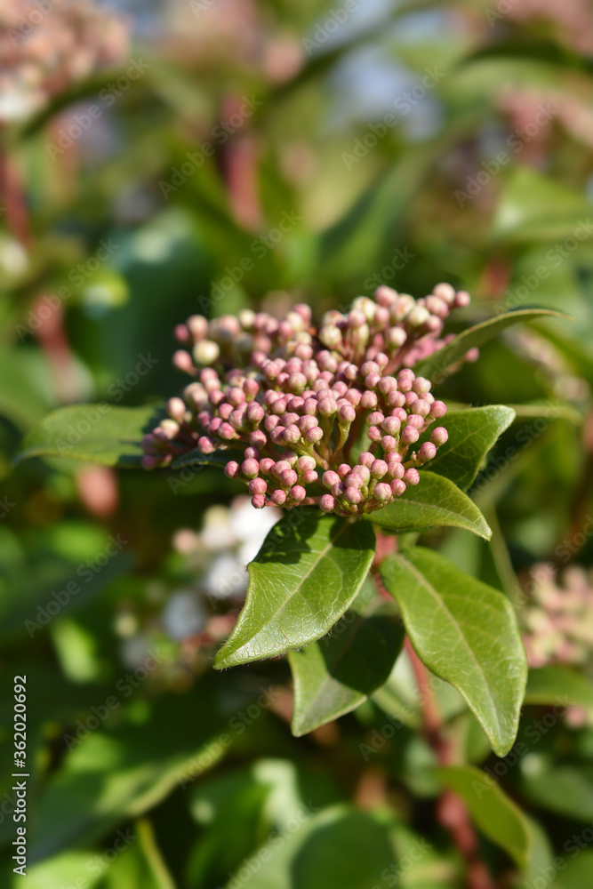Laurustinus Laurustinus