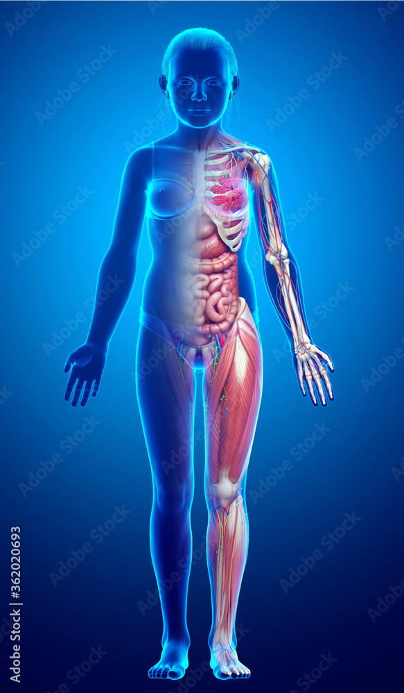 3d rendered medically accurate of the young girl anatomy 3d rendered medically accurate of the young girl anatomy