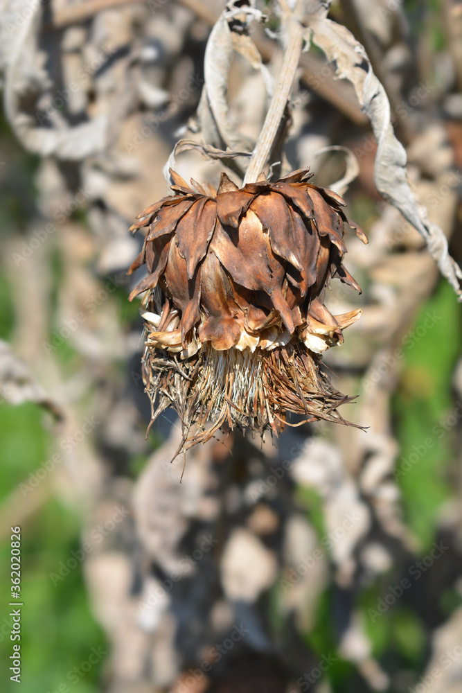 Artichoke thistle