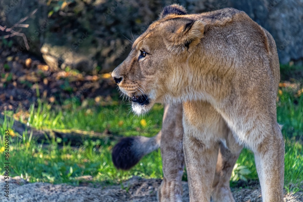 Lion Lion