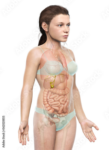 3d rendered medically accurate illustration of young girl Organs Gallbladder Anatomy photo