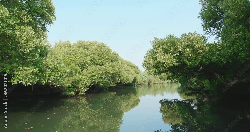 mangrove forest in stream mangrove forest in stream