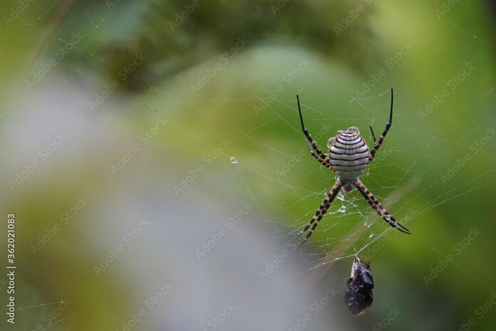 Banded garden spider, shot on Madeira island, October 2019 Banded garden spider, shot on Madeira island, October 2019