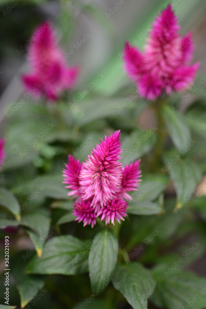 Fototapeta premium Pink Cockscomb Intenz Classic