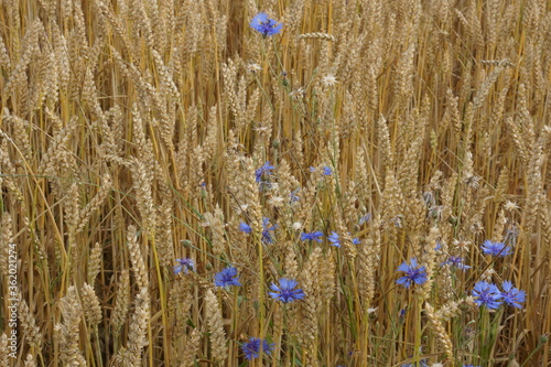 blue cornflowers in wheat field Estonia
