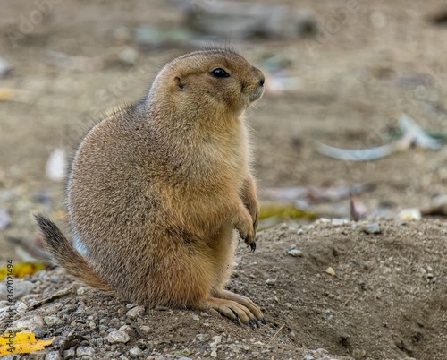 prairie dog on the ground