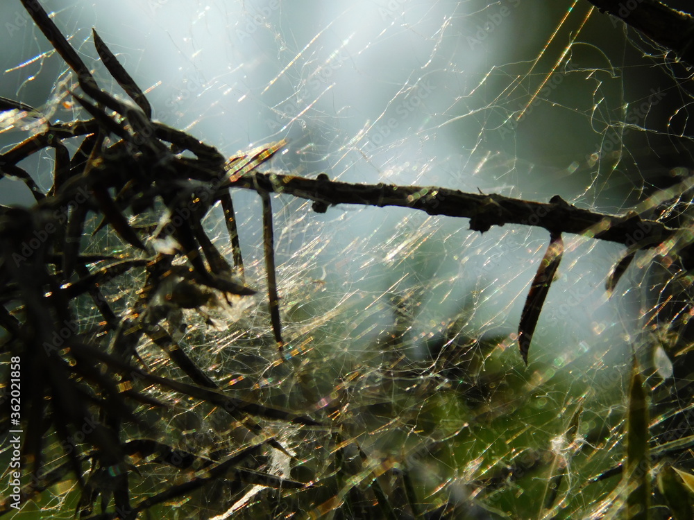 Sieć pajecza w słonecznym świetle
spider web in sunny light - obrazy, fototapety, plakaty 