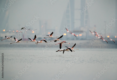 Greater Flamingos flying with iconic building at backdrop, Bahrain