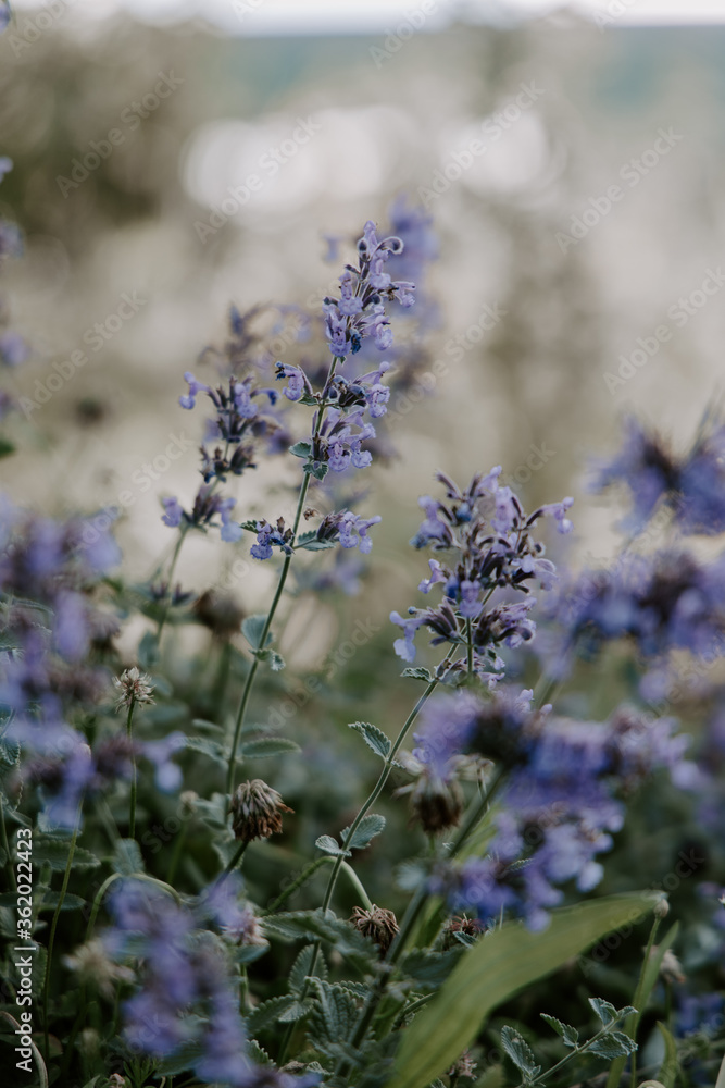 Fototapeta premium lavender