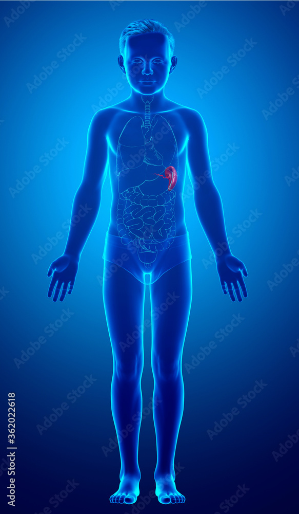 3d rendered, medically accurate illustration of a young boy Spleen Anatomy 3d rendered, medically accurate illustration of a young boy Spleen Anatomy
