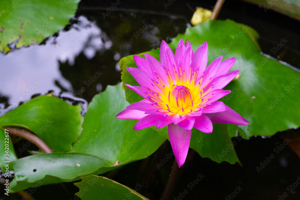 purple water lily