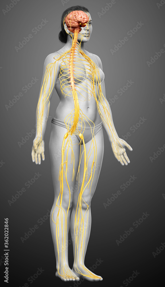 Obraz premium 3d rendered medically accurate illustration of a female nervous system