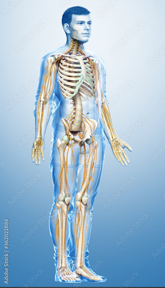 3d rendered medically accurate illustration of the nervous system and skeleton system 3d rendered medically accurate illustration of the nervous system and skeleton system