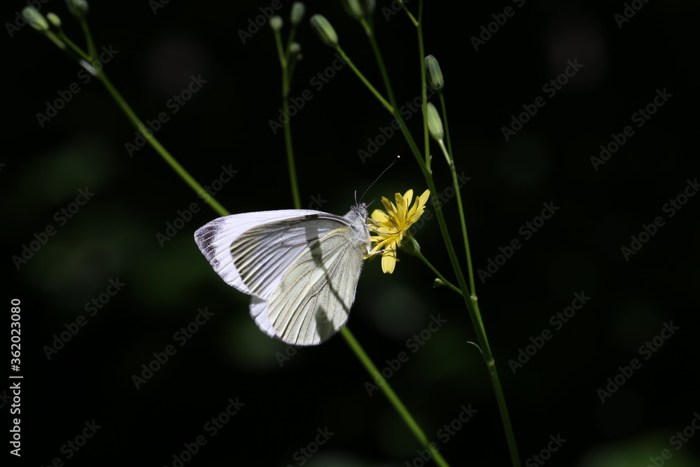 Black-veined white butterfly sits on a flower