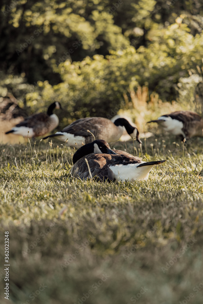 goose goose