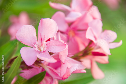 Fototapeta Naklejka Na Ścianę i Meble -  Blooming pink oleander flowers or nerium in garden. Selective focus. Copy space. Blossom spring, exotic summer, sunny woman day concept