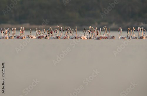 Greater Flamingos at Aker creek, Bahrain