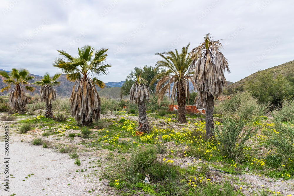 Fototapeta premium palm field surrounded by mountains