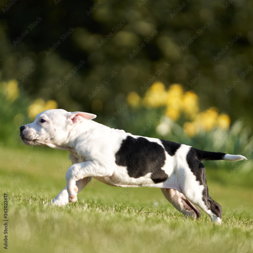 Cute Staffy running in the field on a sunny day Cute Staffy running in the field on a sunny day