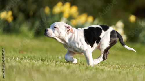 Cute Staffy running in the field on a sunny day