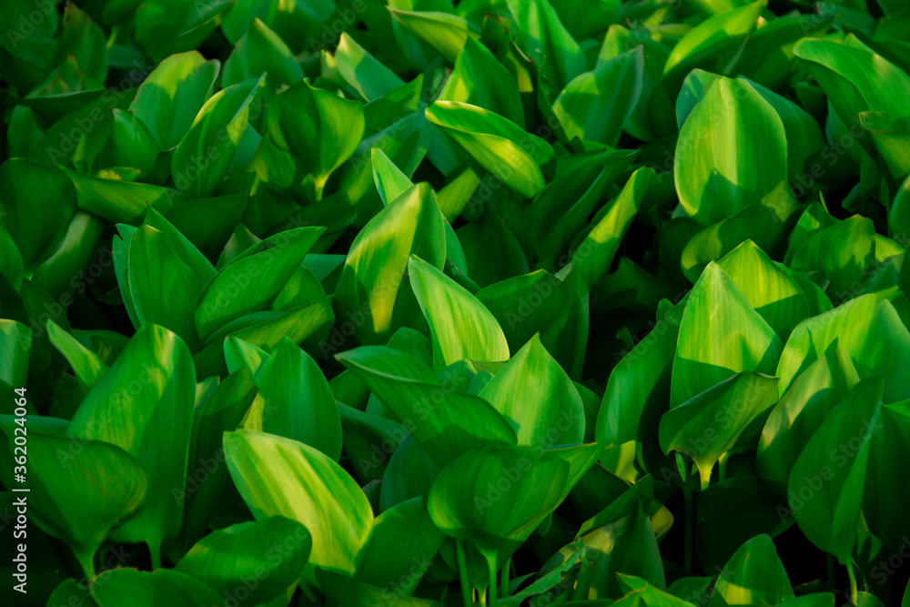 Obraz premium Beautiful hyacinth green leaves after rain, ready for flowering.