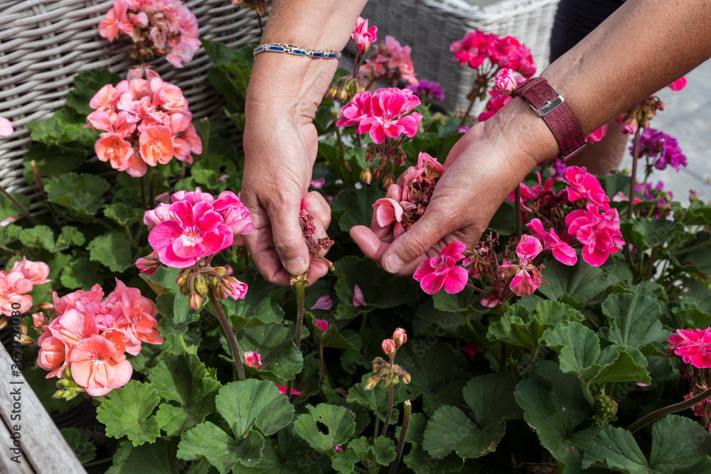 geranium trailing,woman dead heading picking off dead flowers with her