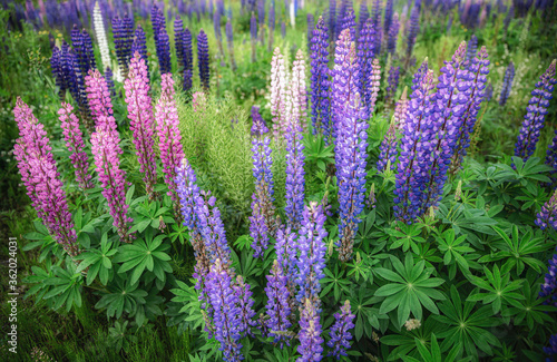 Lupinus in Horonobe, Hokkaido, Japan photo