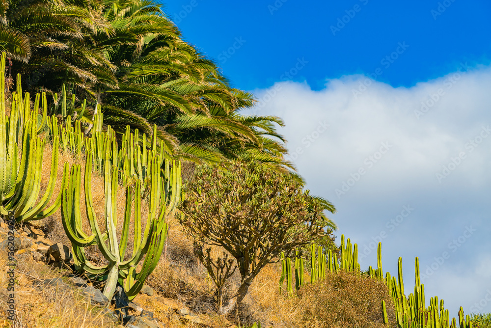 Cactuses and palm trees on the hill against blue sky with clouds. Tenerife, Spain Cactuses and palm trees on the hill against blue sky with clouds. Tenerife, Spain