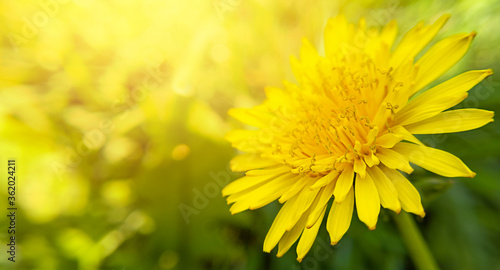 Macro yellow dandelion flower with copy space and sunlight leak. Stock photo.