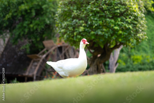 A giant white duck or goose is freedom running on garden field. Animal portrait and eye focus photo.