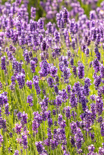  blooming lavender in field