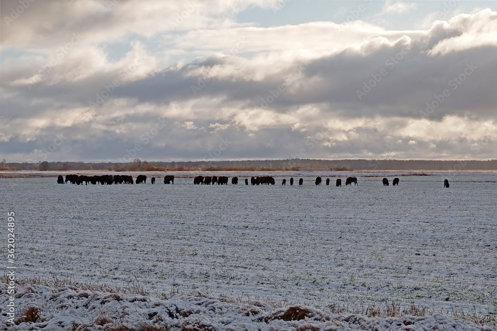A herd of bison on a field covered with snow.