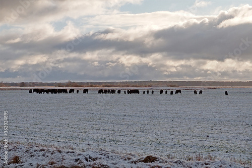 Fototapeta Naklejka Na Ścianę i Meble -  A herd of bison on a field covered with snow.