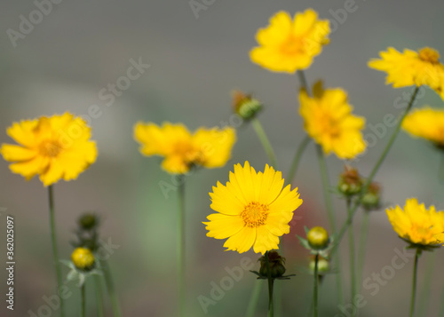 Background of yellow wildflowers.