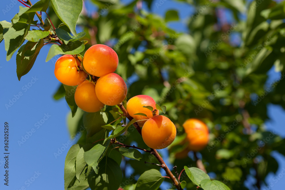 ripe bright apricots on a branch