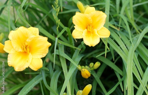 Fototapeta Naklejka Na Ścianę i Meble -  A close view of the bright yellow day lilies in the garden.