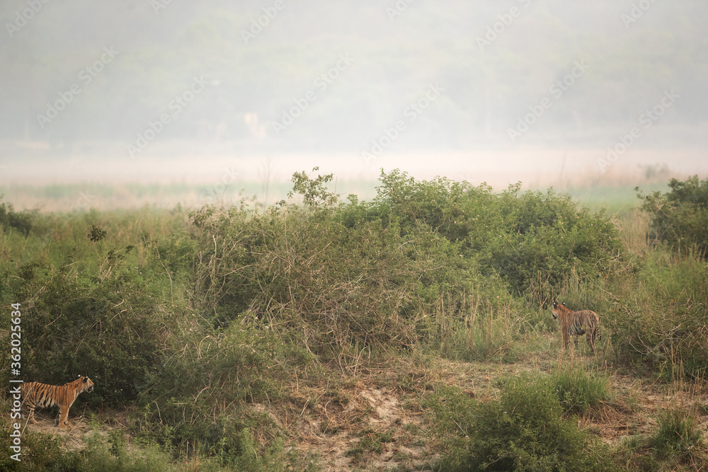 Tigress and her cub in the grasses of Ramganga river, India Tigress and her cub in the grasses of Ramganga river, India