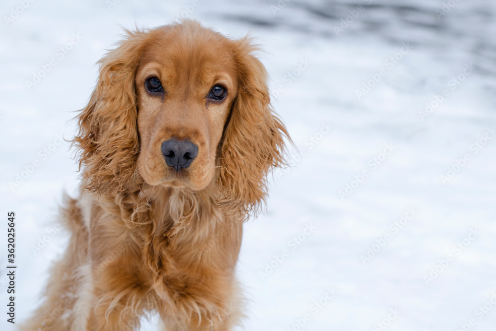 Portrait of a young spaniel. Active dog runs in a winter park.