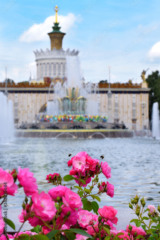 Moscow, Russia - July 2, 2020: Pink roses and bumble bees. The stone flower fountain and Ukraine pavilion in VDNKH park in the background