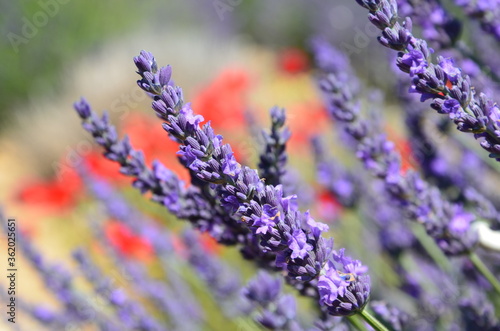 Lavender flowers closeup, blurred red poppies in the background, Provence, France