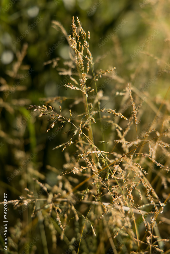 golden hour texture golden hour texture