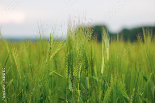 Beautiful summer field with green cereal. fields landscape under blue sky with clouds.