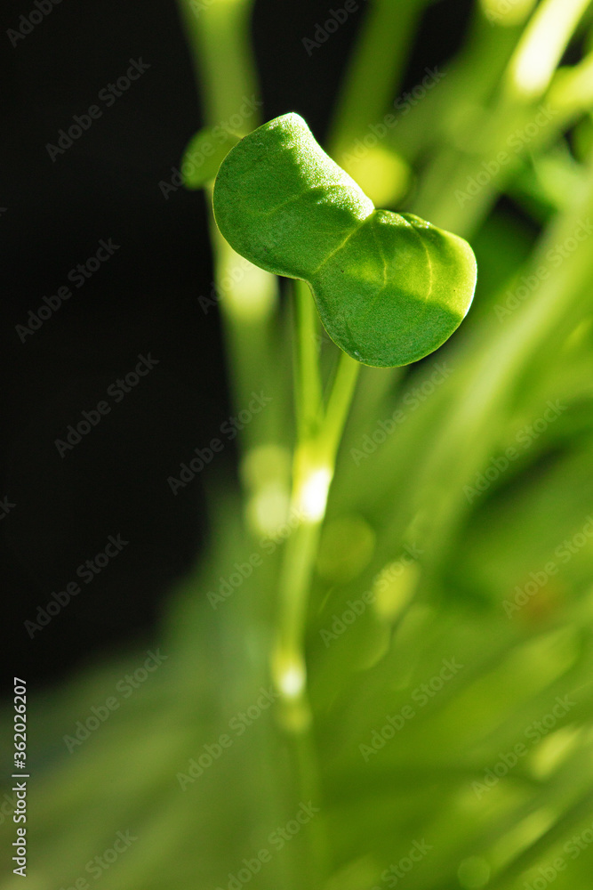 Young baby plant sprouts close up against black background
