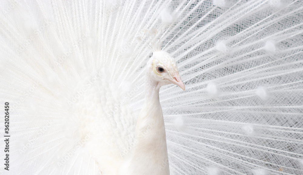 Obraz premium close up of a white peacock