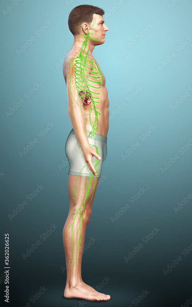 3d rendered medically accurate illustration of a male lymphatic system 3d rendered medically accurate illustration of a male lymphatic system